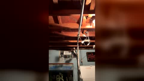 33adidas online show from 03.25.26