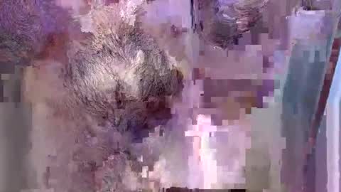 69bidam online show from 12.14.25