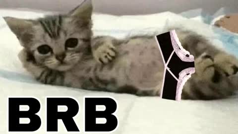 Snapshot of _meowmiko__ chatting on 12.14.25 miko3 online show from 12.14.25