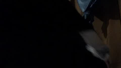 Snapshot of amileadivinestar0987 chatting on 12.26.24 amileadivinestar0987 online show from 12.26.24