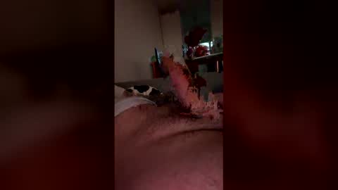 Snapshot of analpunisher2808 chatting on 03.09.26 analpunisher2808 online show from 03.09.26