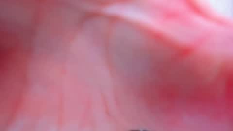 Anthea online show from 02.02.26