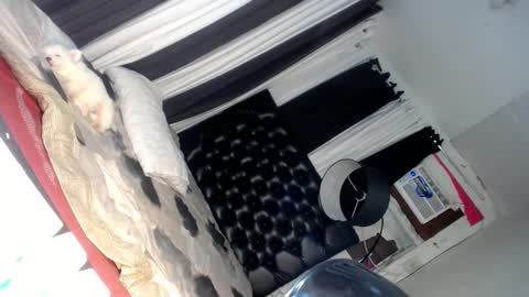 Snapshot of asianhotlover69 chatting on 03.06.25 elish 3 online show from 03.06.25