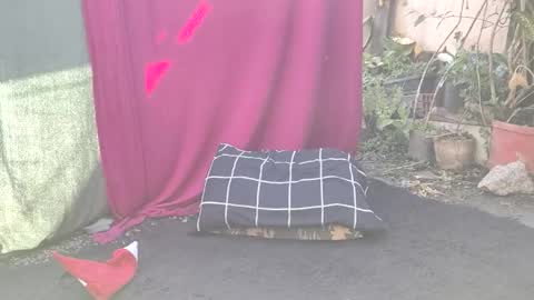 bad_wolf28 online show from 11.25.25