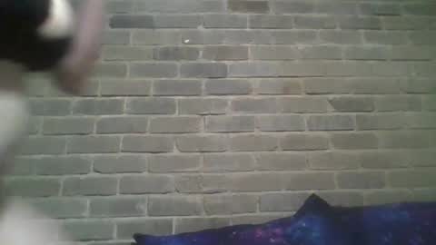 Snapshot of baielekker81578 chatting on 02.13.25 Chaterlain online show from 02.13.25