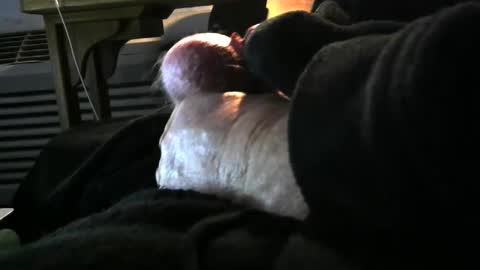 Snapshot of bear4146 chatting on 12.06.24 bear4146 online show from 12.06.24