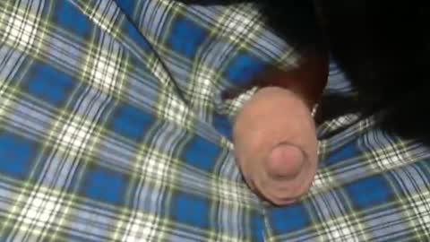 Snapshot of beer27 chatting on 11.02.25 Reservoir Dogs online show from 11.02.25