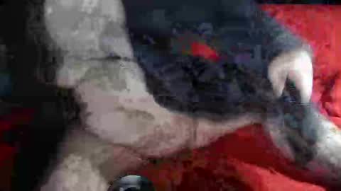 Snapshot of biggrey66 chatting on 12.14.24 biggrey66 online show from 12.14.24