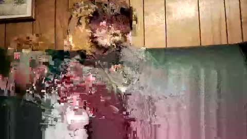 Snapshot of bigwytecock1979 chatting on 02.03.25 bigwytecock1979 online show from 02.03.25