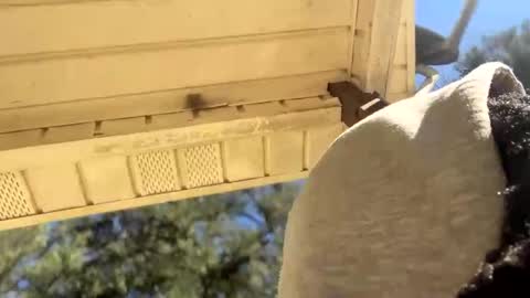 Black Clover online show from 01.04.25