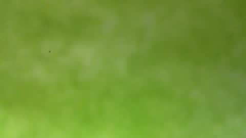 bonershow online show from 01.18.26