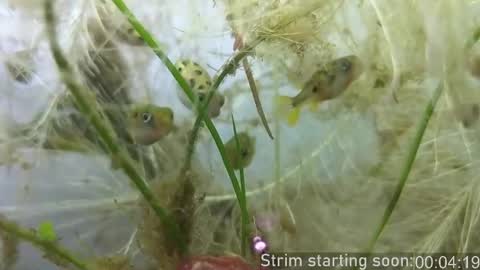 Booker Baxton online show from 10.23.25