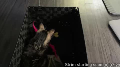 Booker Baxton online show from 10.26.25