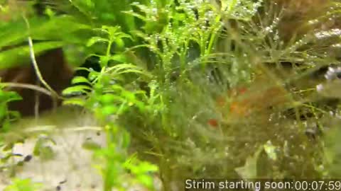 Booker Baxton online show from 11.14.25