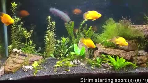 Booker Baxton online show from 11.15.25