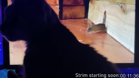 Booker Baxton online show from 02.03.26