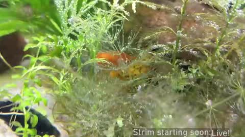 Booker Baxton online show from 03.21.26