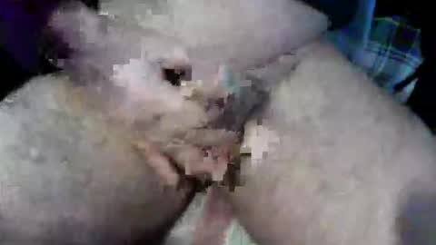 Snapshot of bossram160 chatting on 10.09.25 bossram160 online show from 10.09.25