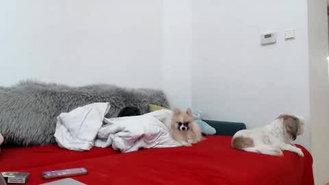 bratzdoll1994 online show from 11.04.25