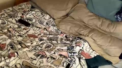 Snapshot of cadillacpmc chatting on 12.31.24 Cadillac P online show from 12.31.24