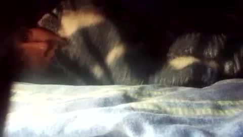 Snapshot of cameron_puppy chatting on 01.01.25 Mara Catalina Romero Ordez online show from 01.01.25
