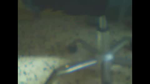 castells online show from 02.10.26