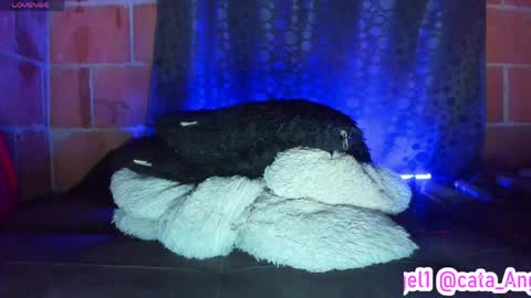 Snapshot of cata_angel1 chatting on 04.28.26 Cata Angel online show from 04.28.26