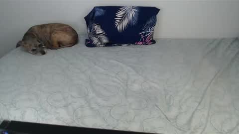 Viviana 3 online show from 12.10.24