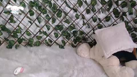 charly_evans60 online show from 02.22.25