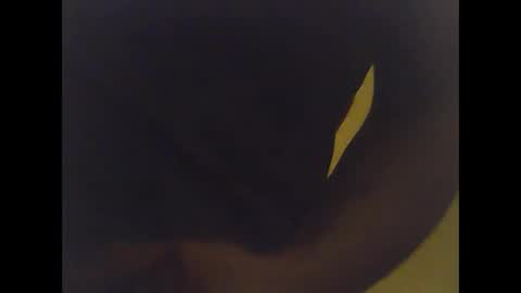 cobra1092 online show from 02.02.26