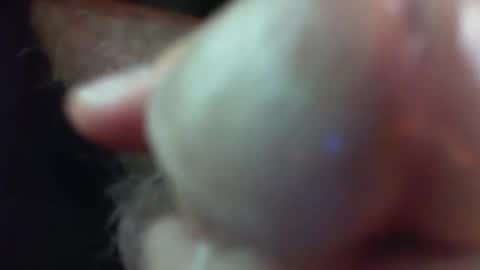 comox online show from 11.29.25