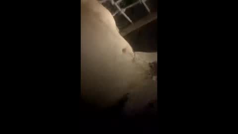 da_p44 online show from 03.22.26