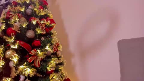 Dahli online show from 12.21.24