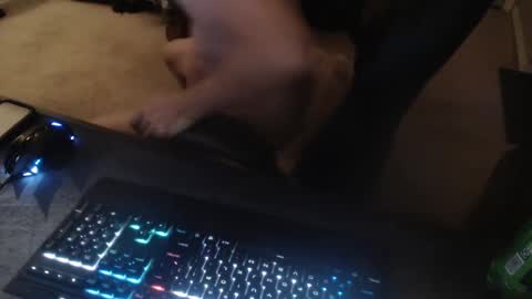 Dakota online show from 09.14.25