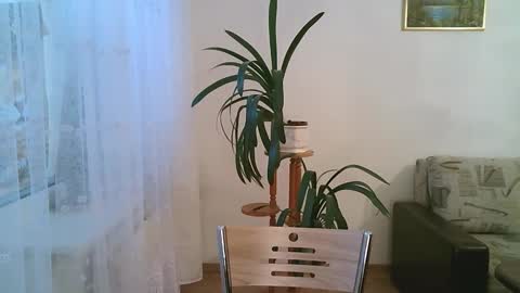 Dario online show from 12.01.25