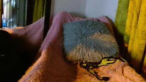 Snapshot of dember_osohot chatting on 03.09.25 dember_osohot online show from 03.09.25