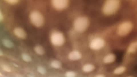 Alex online show from 01.29.25