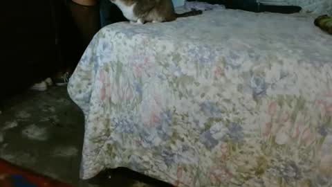 dreamreal online show from 10.30.25