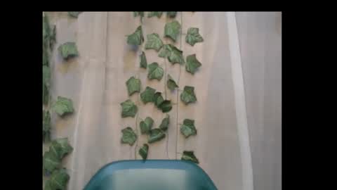 linda online show from 10.08.25