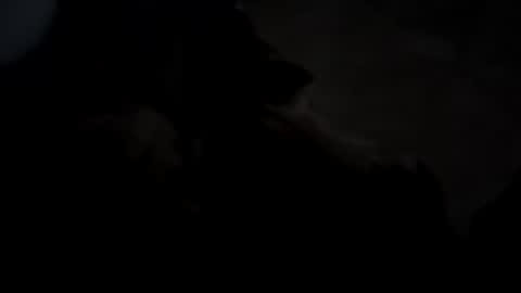 dthedog12 online show from 10.05.25