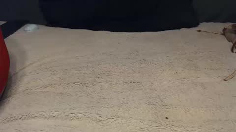 Snapshot of elgsslt chatting on 02.28.26 elgsslt online show from 02.28.26