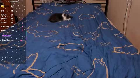 Snapshot of eva_zero chatting on 02.27.26 Eva online show from 02.27.26