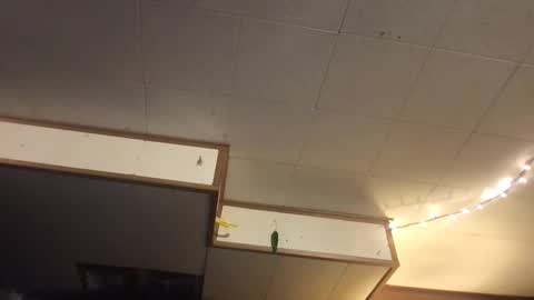 Fae online show from 03.12.25