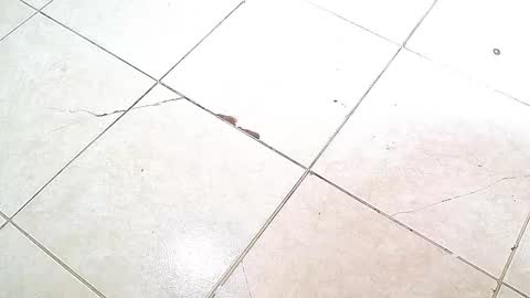 flyckers online show from 10.06.25