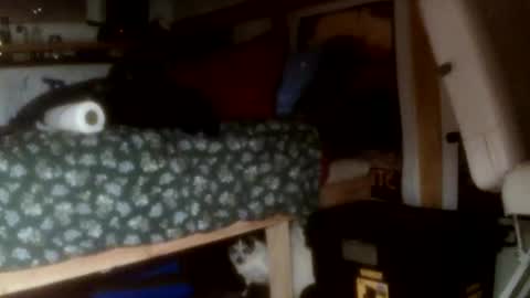 forestnymphpdx online show from 11.14.25