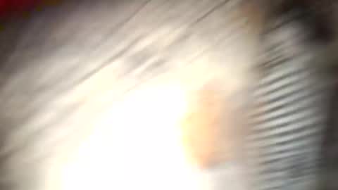 Snapshot of gallistuthomas440 chatting on 10.26.25 gallistuthomas440 online show from 10.26.25