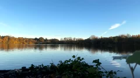 Pink Dog online show from 11.05.25