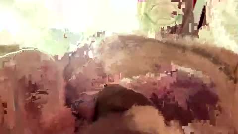 hornieecum online show from 03.02.26