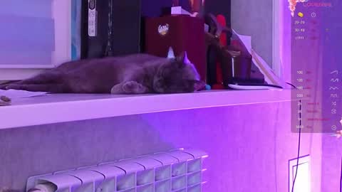 Aysi online show from 03.06.26