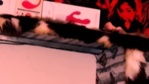 Bella Ambrosia online show from 11.24.25